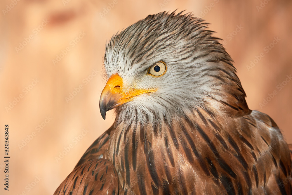 Red Kite head closeup (Milvus milvus) Red Kite head closeup (Milvus milvus)