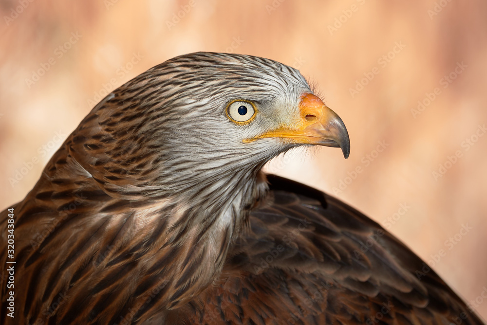 Red Kite head closeup (Milvus milvus) Red Kite head closeup (Milvus milvus)