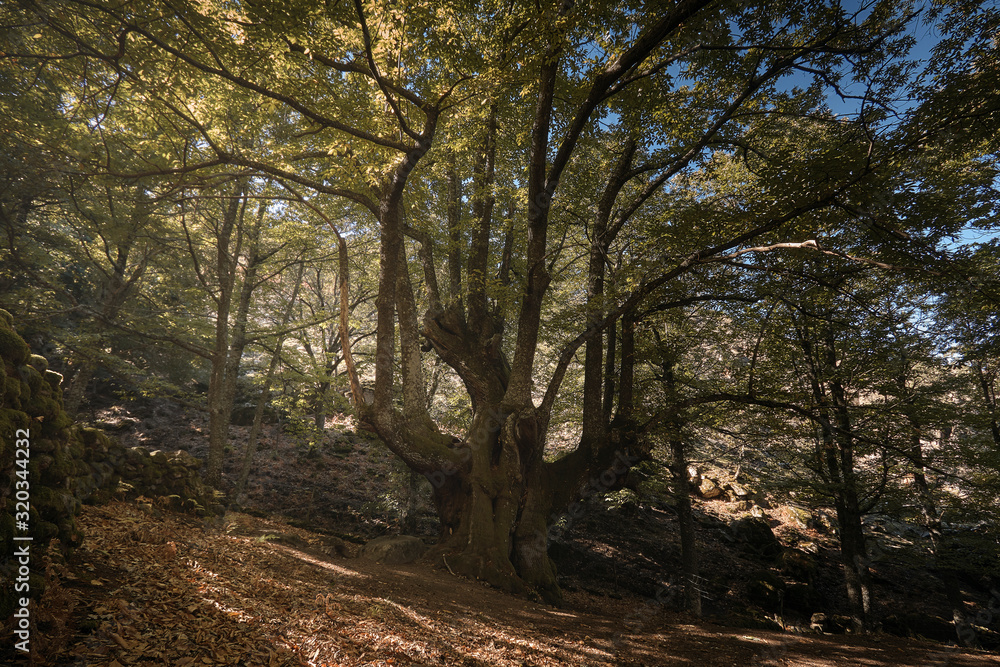 Castaño centenario en el bosque encantado de castaños durante el otoño.