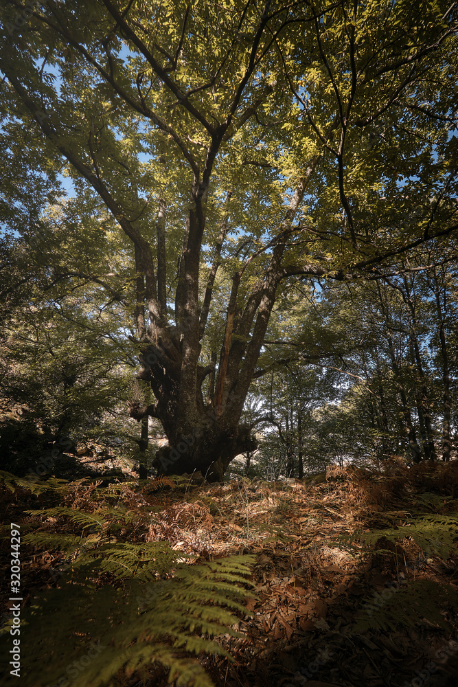 Obraz premium Castaño centenario en el bosque encantado de castaños durante el otoño.