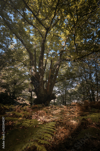 Castaño centenario en el bosque encantado de castaños durante el otoño.