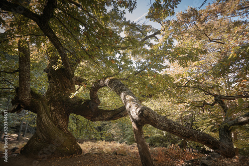 Castaño centenario en el bosque encantado de castaños durante el otoño. © Trepalio