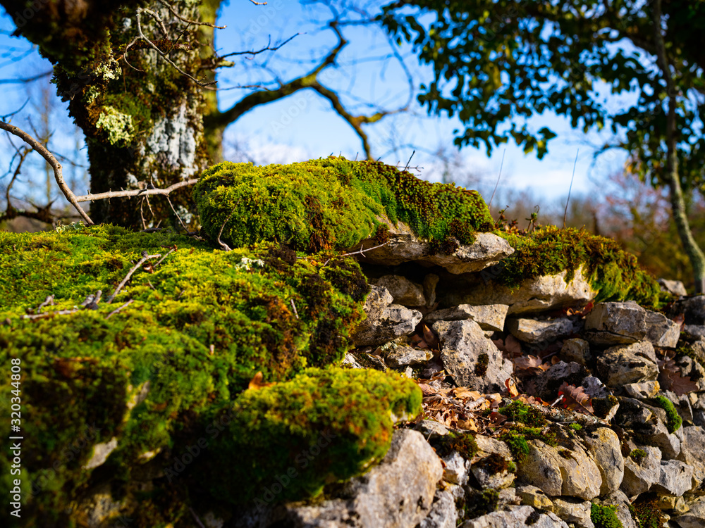 Moss Covered Stone Wall At The Edge Of A Farm