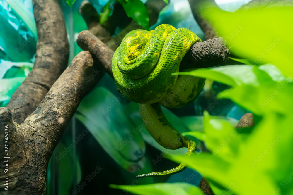 Green tree python wrapped around a dead tree branch Stock Photo | Adobe ...