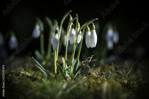 snowdrops in the garden