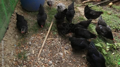 A group of black, organix chickens being fed by a farmer photo