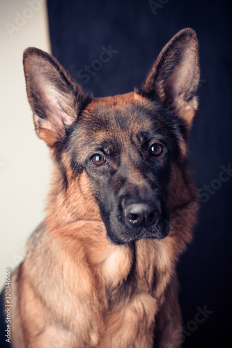 Purebred young German shepherd dog. Portrait of a pet. © Cloudbursted
