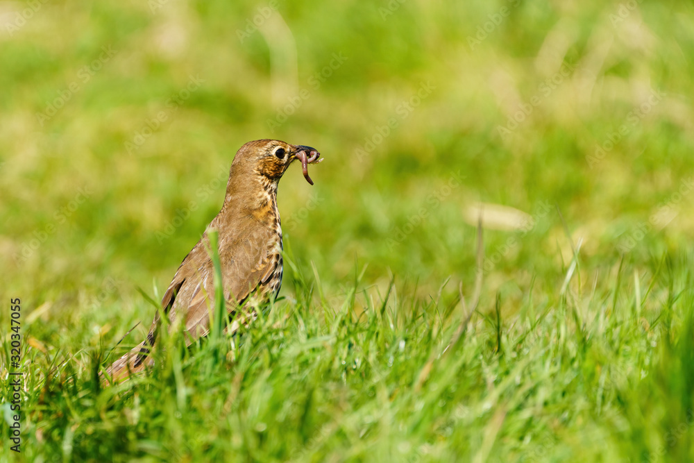 Song Thrush (Turdus philomelos) with worm in it's beak, taken in the Lincolnshire, England Song Thrush (Turdus philomelos) with worm in it's beak, taken in the Lincolnshire, England