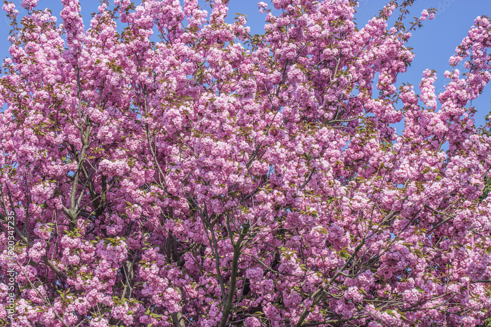 Kirschblütenbaum Kirchheim während der Mandelbluete im Frühling