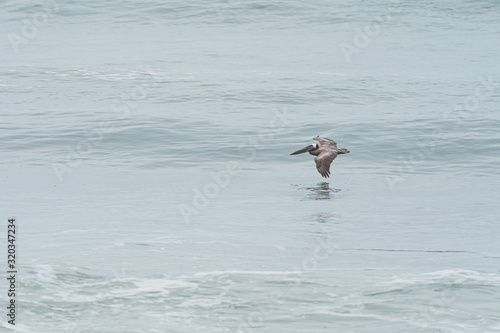Solitary Brown Pelican (Pelecanus occidentalis) flying over sea surface in Costa Rica © Chris