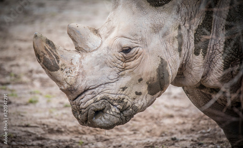 Ceratotherium simum cottoni  simum  Diceros bicornis michaeli  white rhino  are critically endangered species