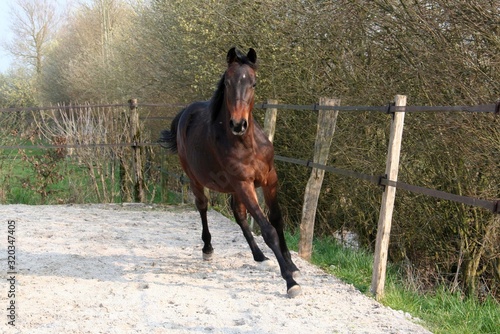 Brown bay jumping pregnant mare