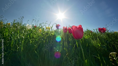 Group of tulips in the sunlight against the blue sky. Sunshine and spring nature. 