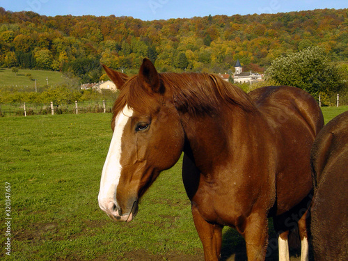 Beautiful jumping pregnant mare in the meadow