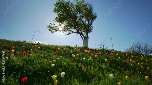 Group of tulips in the sunlight against the blue sky. Sunshine and spring nature. 
