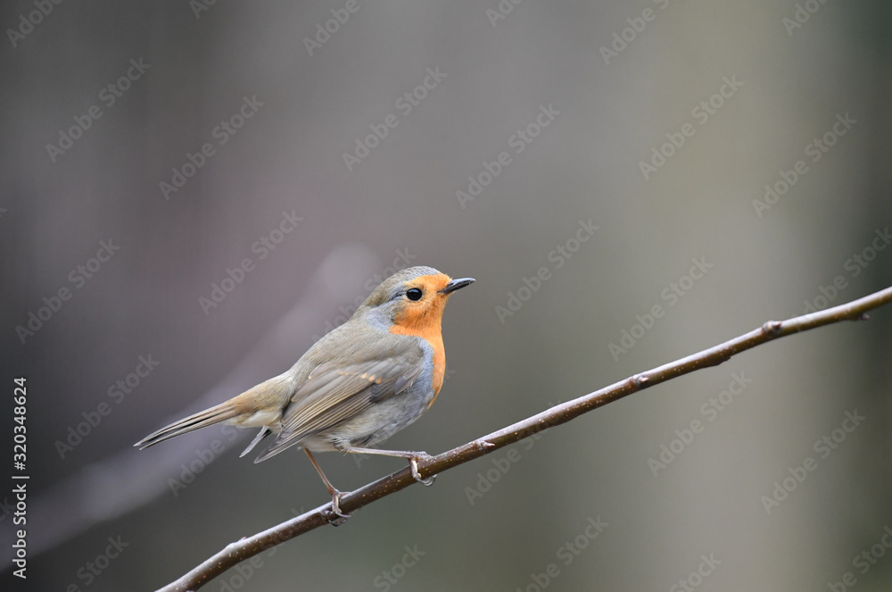 Fototapeta premium Rotkehlchen auf Ast