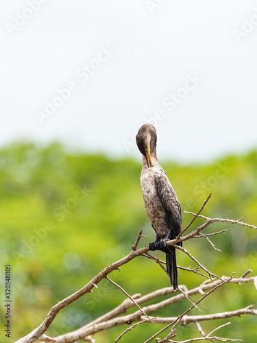 Neotropic Cormorant (Phalacrocorax brasilianus) preening itself in Costa Rica