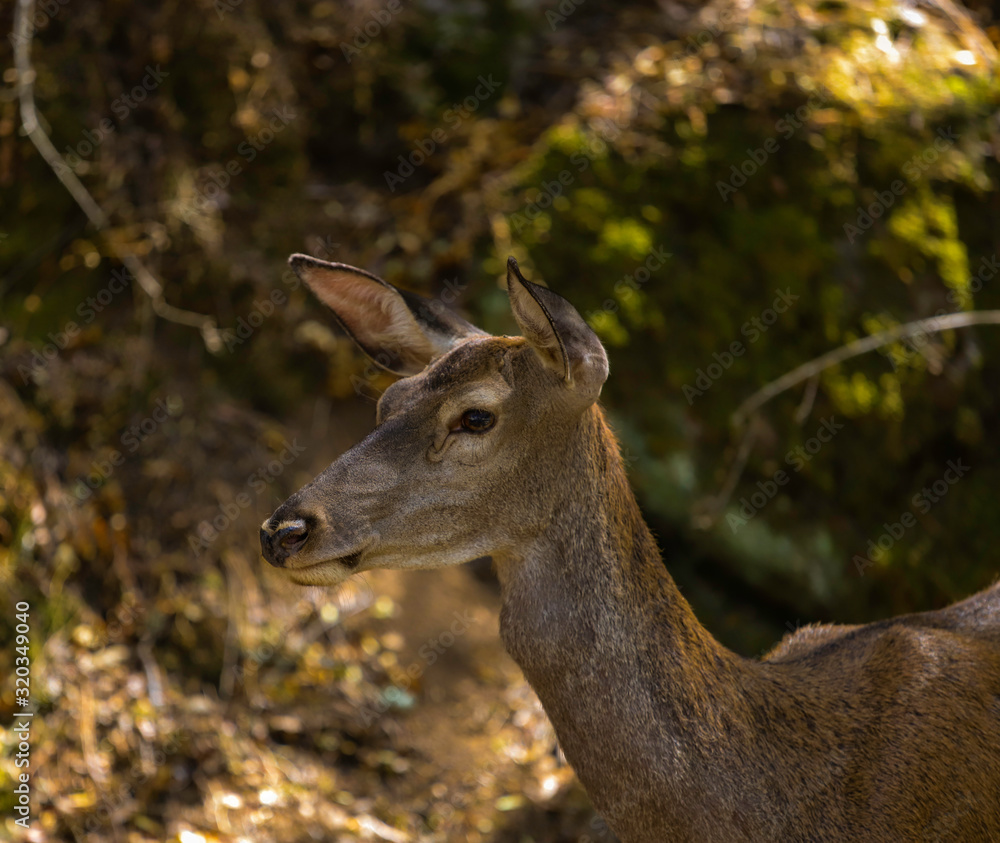 perfil del la cara del un ciervo en primer plano en un bosque de Monfragüe, España