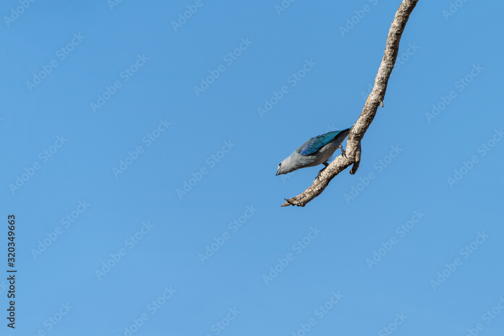 Blue-Gray Tanager (Thraupis episcopus) perched on a dead branch in Costa Rica Blue-Gray Tanager (Thraupis episcopus) perched on a dead branch in Costa Rica