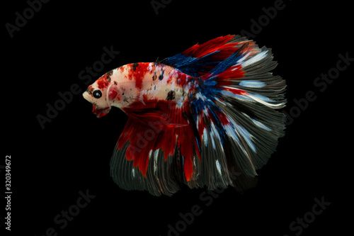 Swimming Action of Betta, Siamese fighting fish, Colourful Betta, pla-kad (biting fish) Thai; Half moon blue, white and red betta isolated on black background