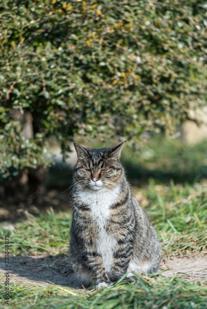 the Homeless chinese cat is sitting on green grass , outdoor,  beijing  city, china