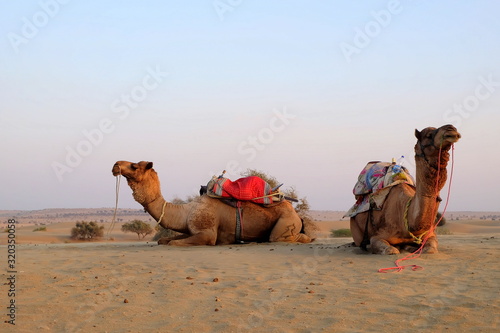  camels in the desert