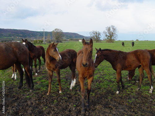 Foal young bay fur horse family