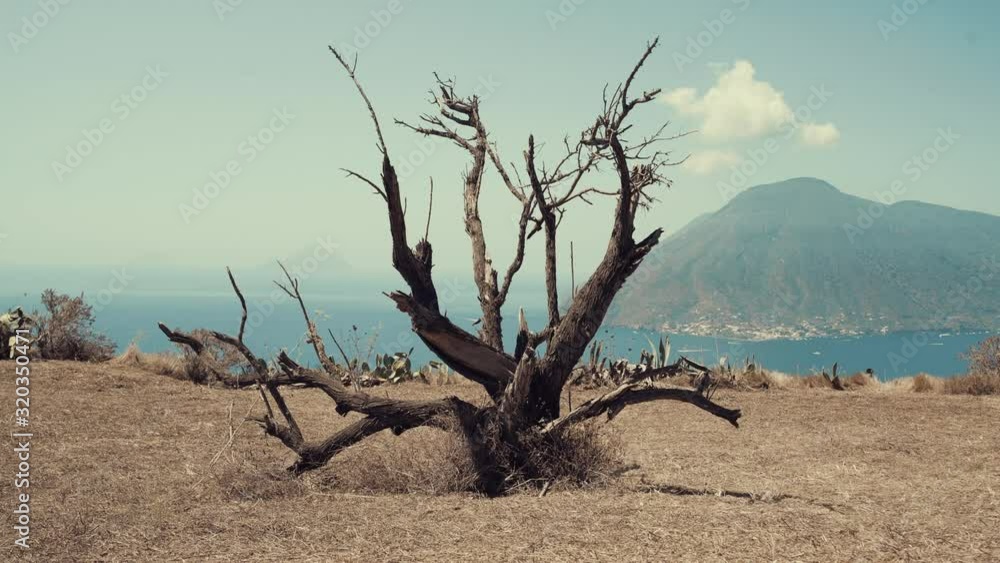 Old and burnt tree in the middle of drought and dry land. Blue mediterranean sea with volcano island in the background Old and burnt tree in the middle of drought and dry land. Blue mediterranean sea with volcano island in the background