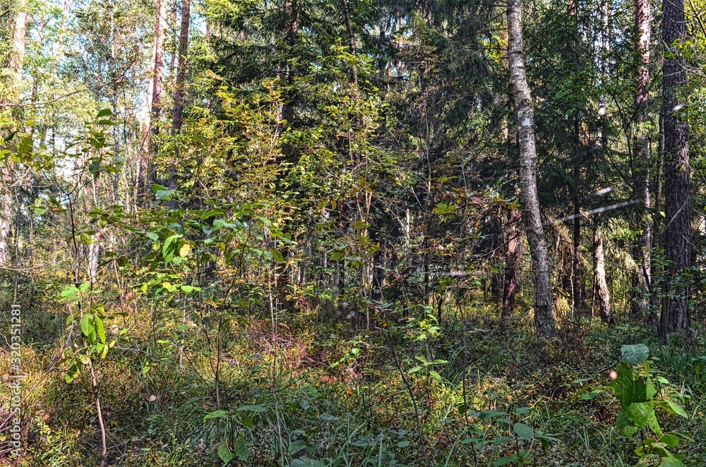 natural background of various forest trees and shrubs natural background of various forest trees and shrubs