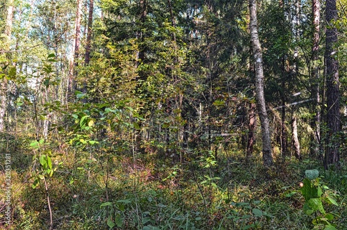 Fototapeta Naklejka Na Ścianę i Meble -  natural background of various forest trees and shrubs