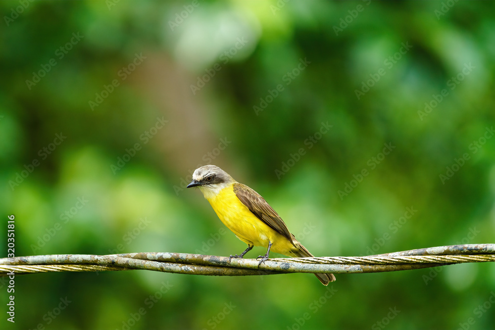 Obraz premium Grey-capped Flycatcher (Myiozetetes granadensis) perched on thick wire, in Costa Rica