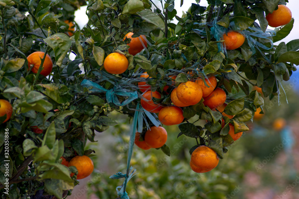 Naranjas Naranjas