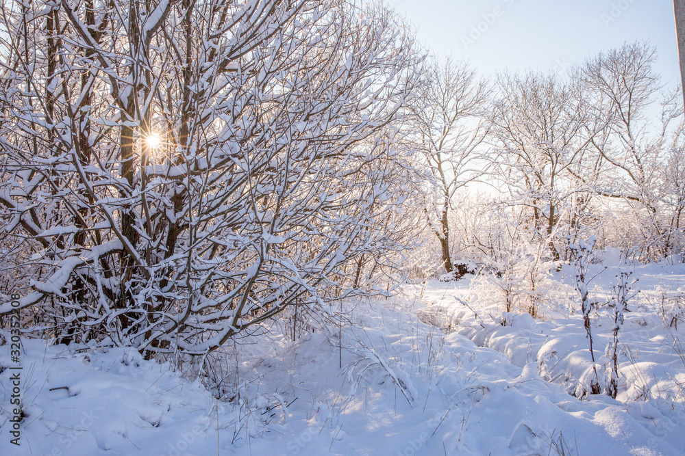 the snowy landscape of the forest the snowy landscape of the forest
