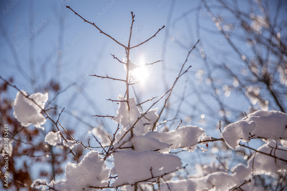 winter, a branch in the snow against a Sunny sky