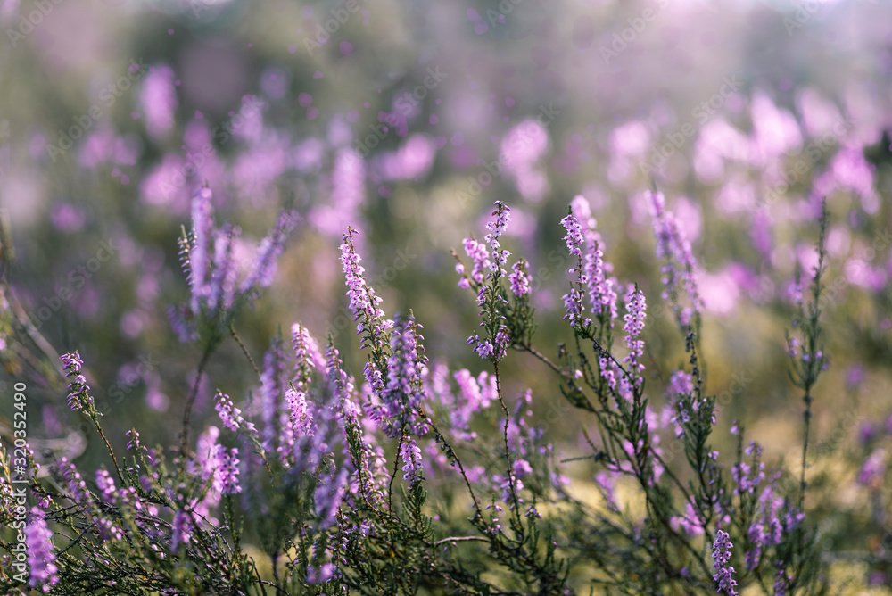 Naklejka premium bloom heather in sun light 