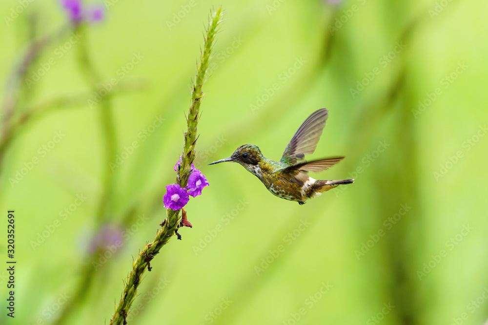 Black-crested Coquette (Lophornis helenae) hovering in front of flower, taken in Costa Rica Black-crested Coquette (Lophornis helenae) hovering in front of flower, taken in Costa Rica