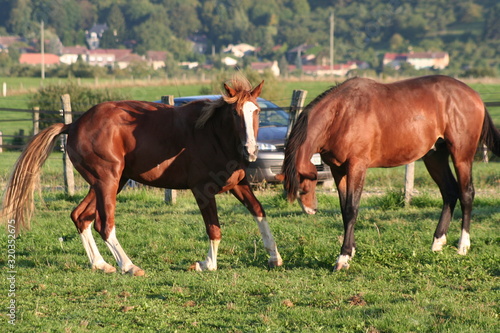 Young male horses playing in the meadow