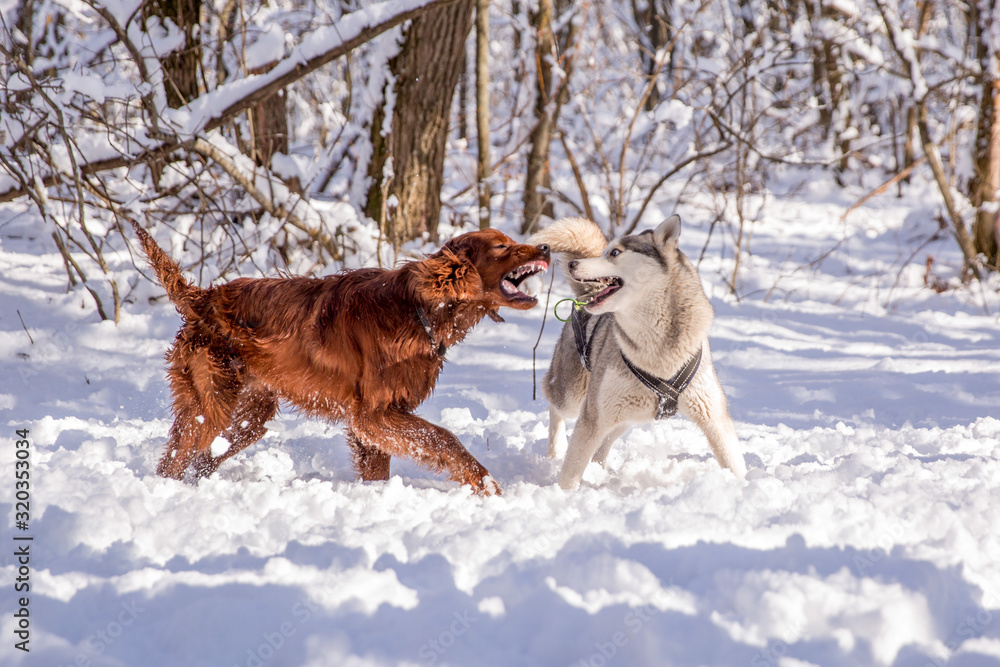 wo dogs play in a snowy forest. dogs run through the woods