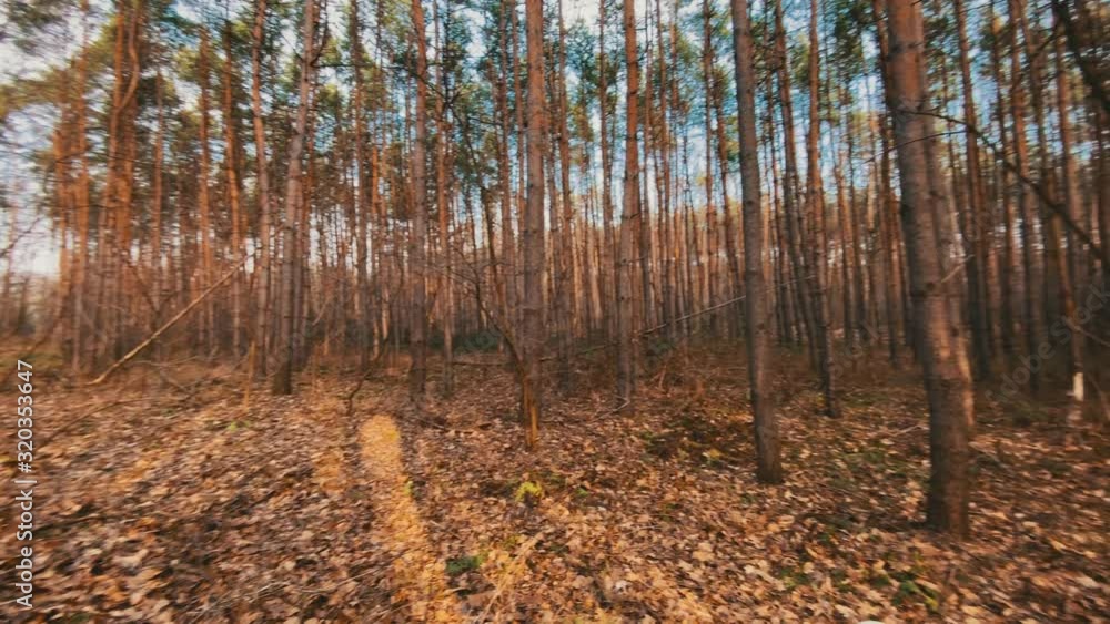 Fisheye lens shows barren forest surrounding person with nothing around. 