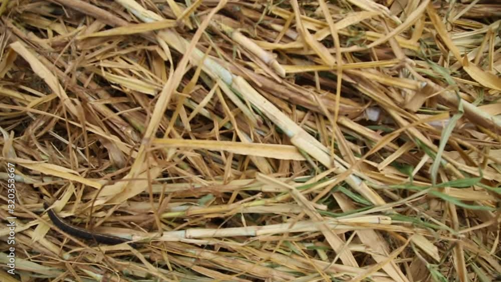 Piled dried stalks of sugarcane ready for process Piled dried stalks of sugarcane ready for process