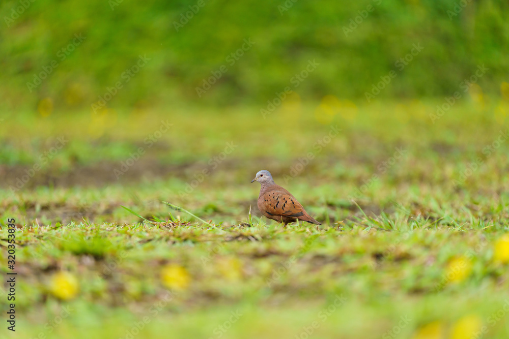 Ruddy Ground Dove (Columbina talpacoti) in Costa Rica Ruddy Ground Dove (Columbina talpacoti) in Costa Rica