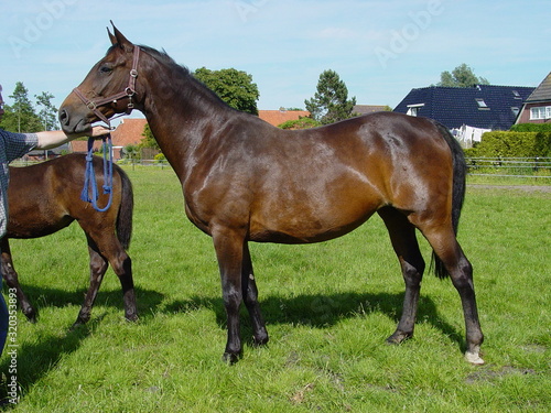 Foal young bay fur horse family