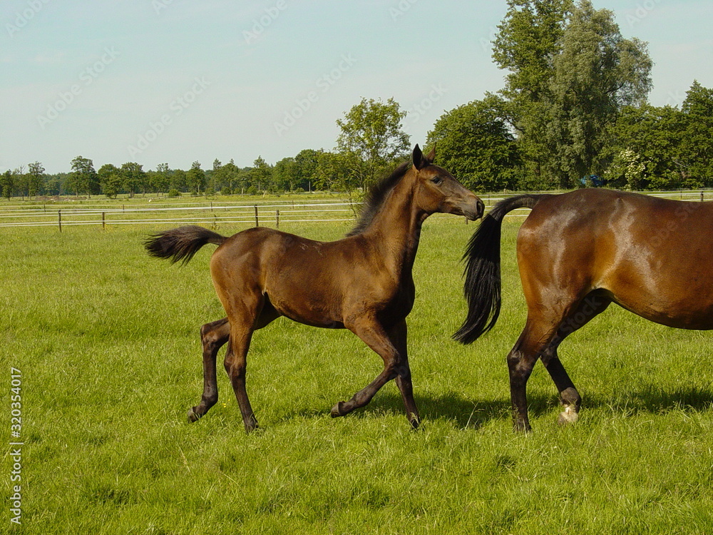 Foal young bay fur horse family Foal young bay fur horse family