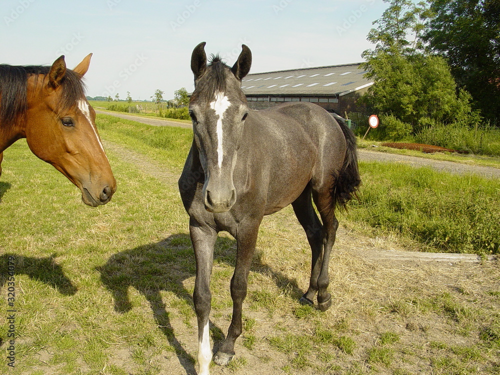 Foal young bay and grey fur horses family Foal young bay and grey fur horses family