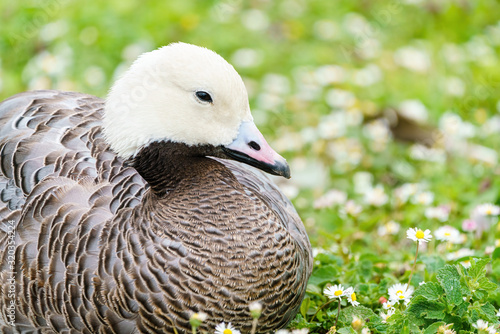 Emperor Goose (Anser canagica) resting on ground in meadow of small flowers photo