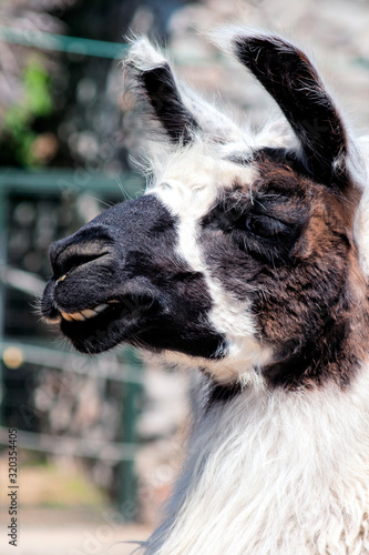 Black and white llama posing like a human photo