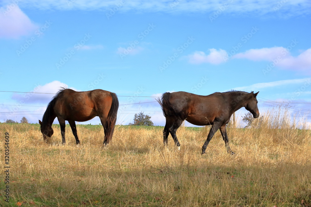 brown horses standing on a meadow brown horses standing on a meadow