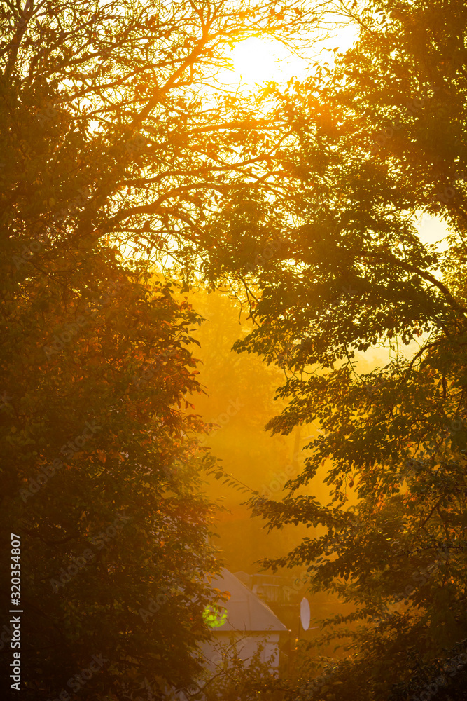 Fog between trees. Morning sun rays in the fog. Autumn landscape with warm light and fog