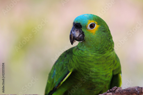 turquoise-fronted amazon (Amazona aestiva) eats - Pantanal, Mato Grosso do Sul, Brazil