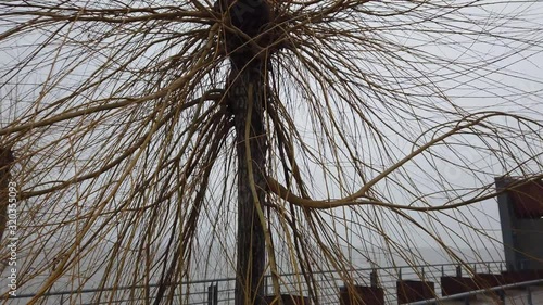 Mystical tree in winter, with no leaves, growing at a sandy beach of an austrian lake photo